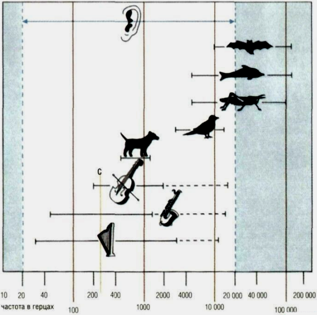 Постепенное увеличение частоты звуковых колебаний от 20 до 20 000 Гц воспринимается 