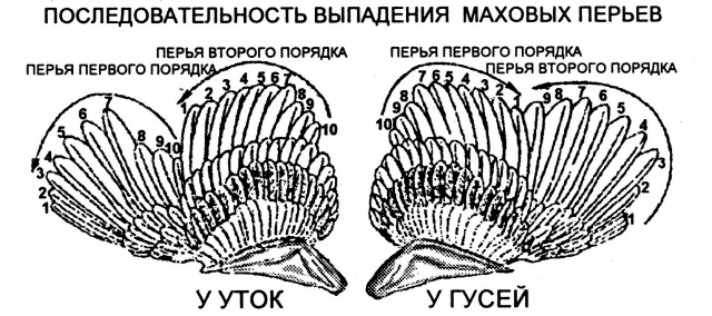 Последовательность линьки